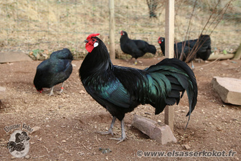 Hansi mon coq d'Alsace noir