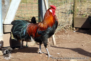 Ferdinand mon coq d'Alsace dor