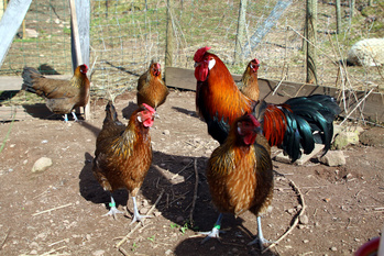 Ferdinand et ses poules d'Alsace dores saumones