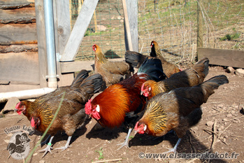 Ferdinand et ses poules d'Alsace dores saumones