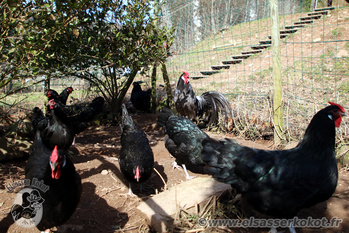 Hansi et ses poules d'Alsace noires