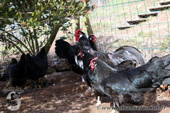 Hansi et ses poules d'Alsace noires