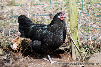 Une poule d'Alsace noire